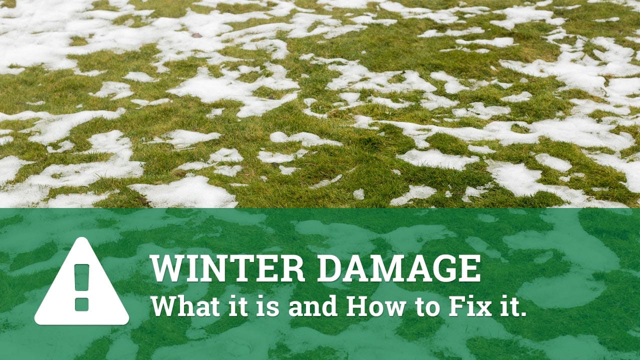 Winter Damage – What it is and How to Fix It
