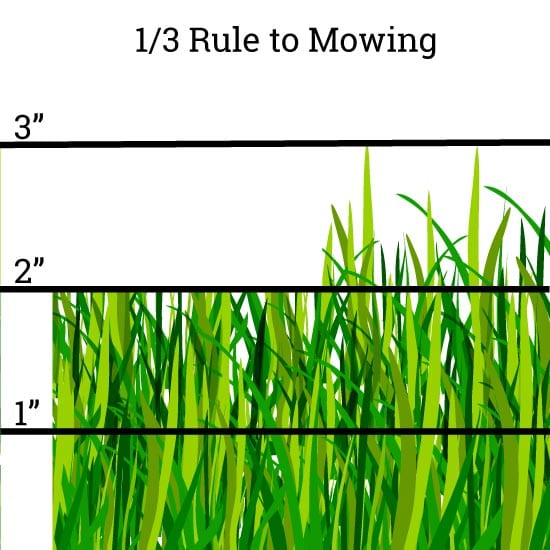 1/3 Rule to Mowing 