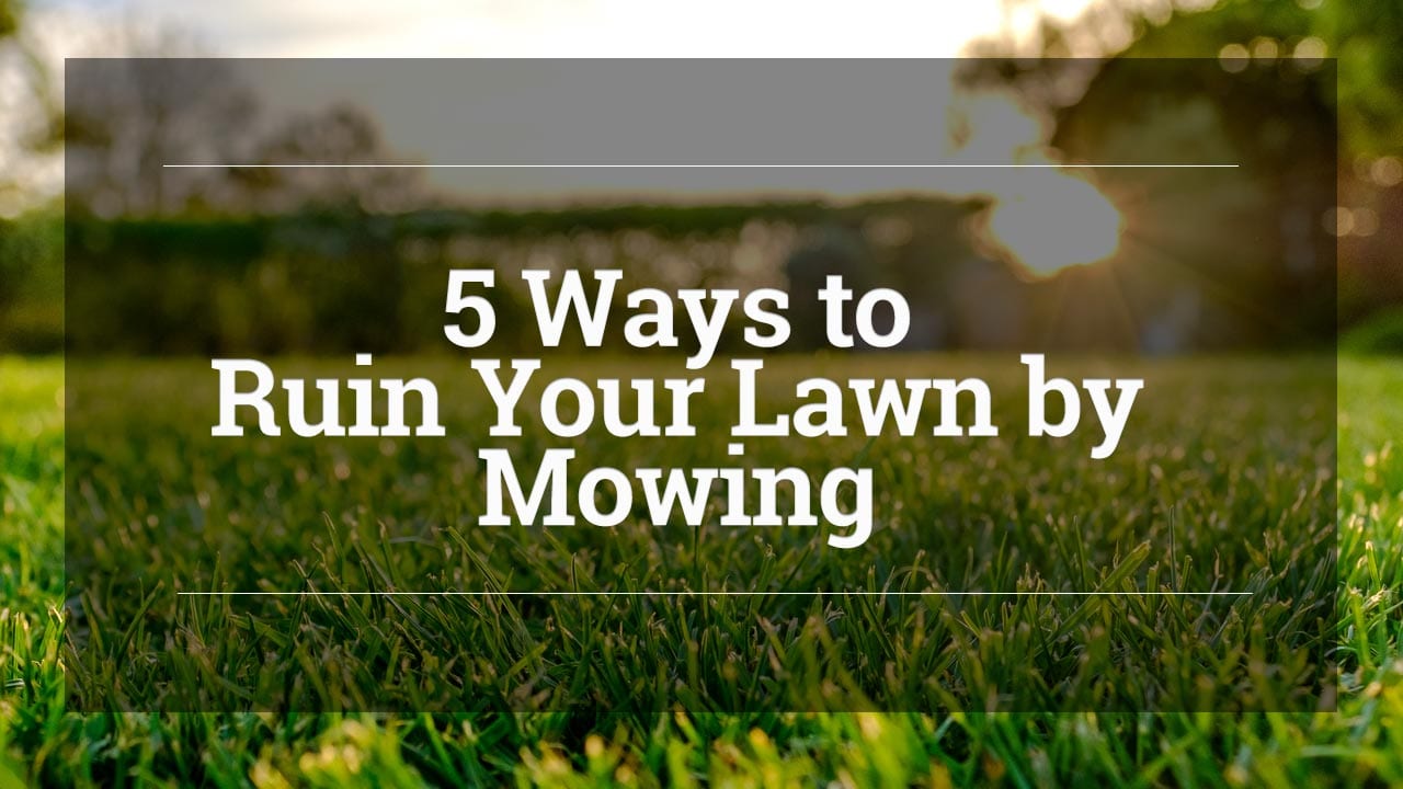 Ruin Your Lawn