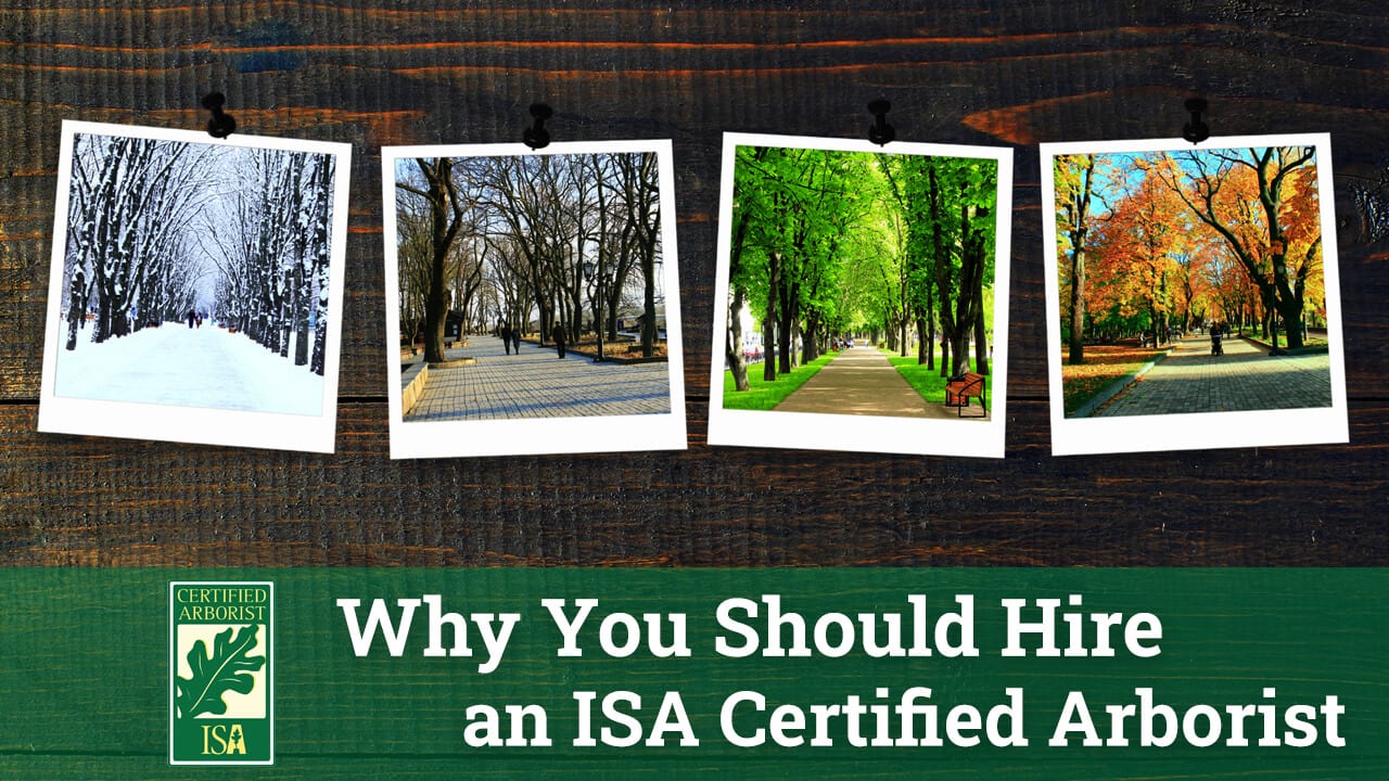 Why You Should Hire an ISA Certified Arborist
