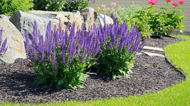 Drought-resistant plants, like this May Night Salvia plant, are great for areas that get a lot of sun and not much water in front yard landscaping.