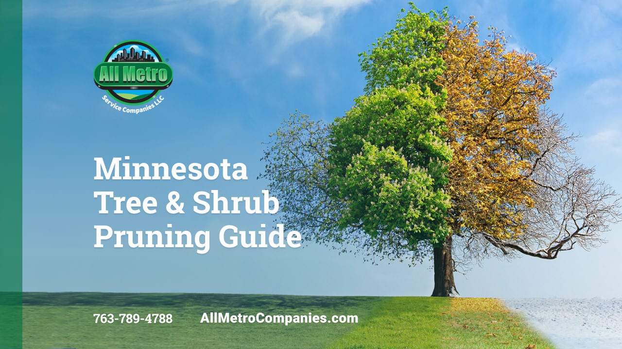 Minnesota Tree and Shrub Pruning Guide