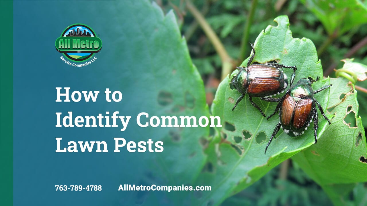 How to Identify Common Lawn Pests
