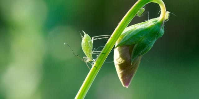 Greenbugs (aka Aphids) on a plant.