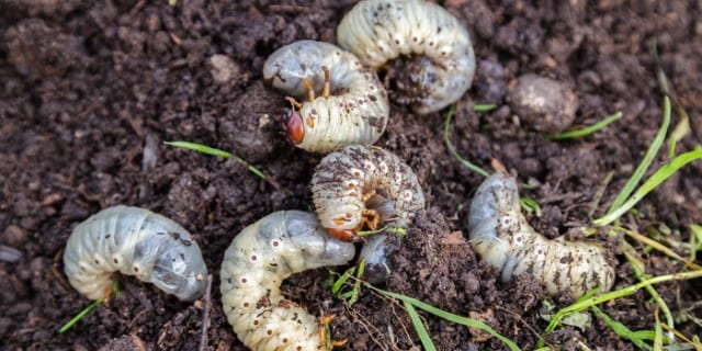 How to Identify Common Lawn Pests - All Metro Service Companies