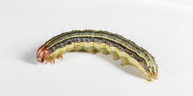 Close-up image of a Fall Armyworm. Image provided by Texas Agrilife Extension.