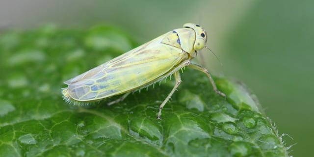 A close-up image of a Green Leafhopper, aka Cicadella.