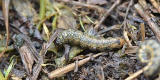 Variegated cutworm. Photo: Bruce Potter and courtesy of The University of MN