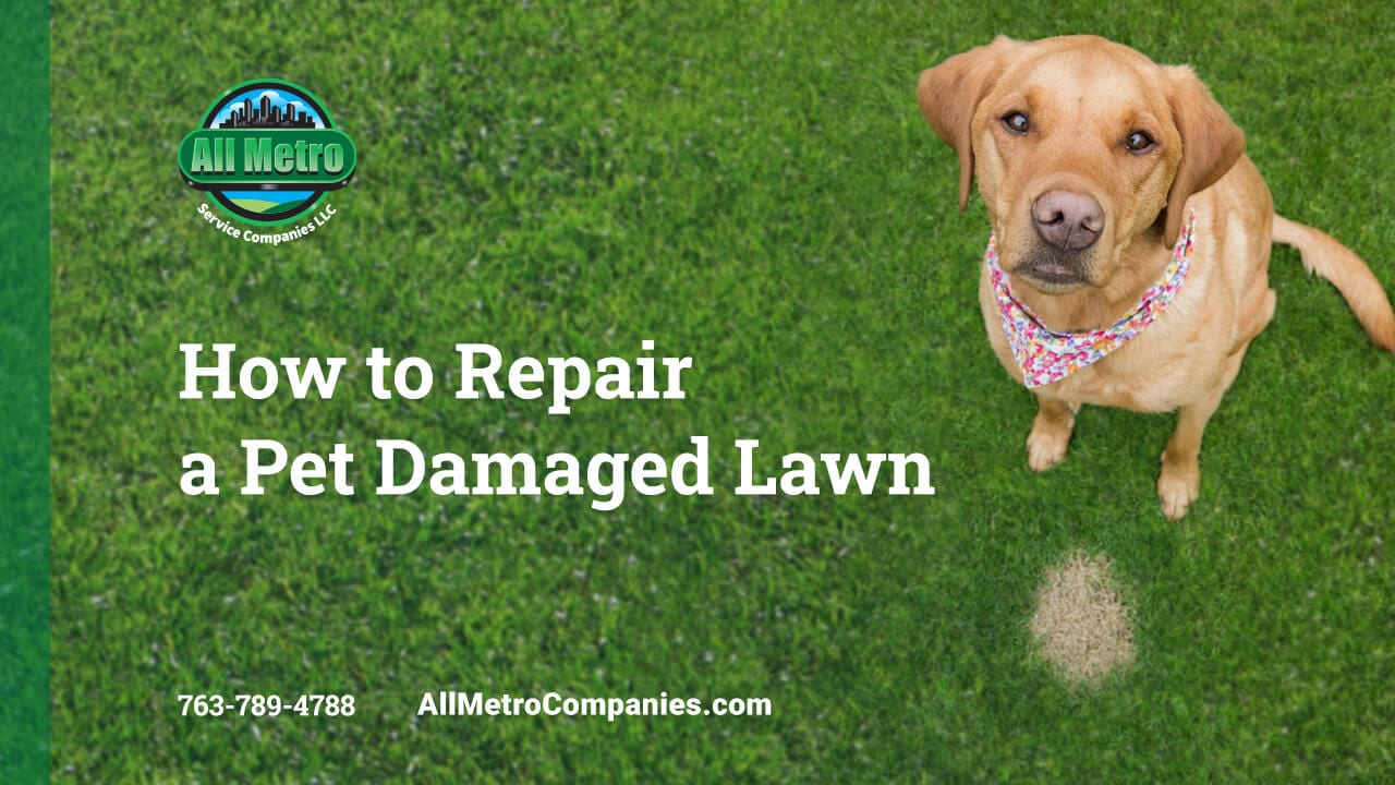 How to Repair a Pet Damaged Lawn - Blog by All Metro Service Companies