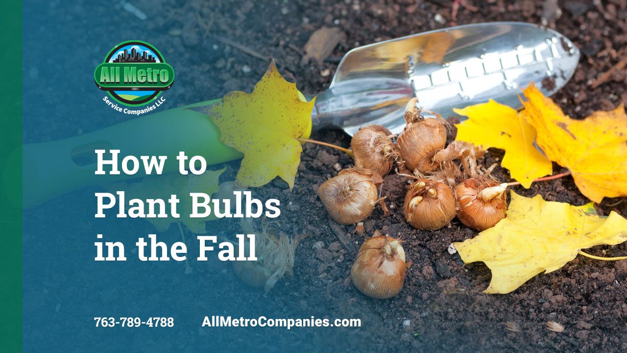 How to Plant Bulbs in the Fall - All Metro Blog