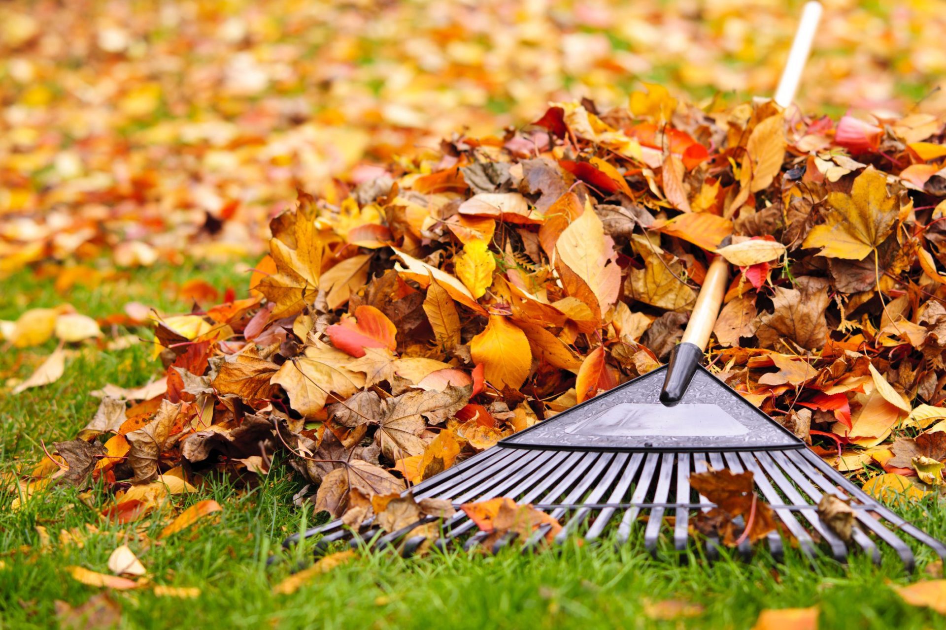 Leaves can be damaging to your yard_All Metro Companies