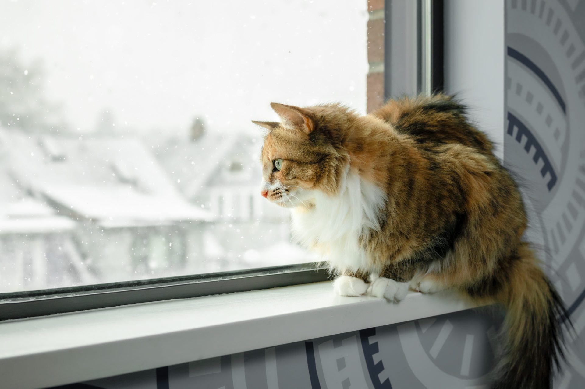 Protect your animals from General Winter Hazards