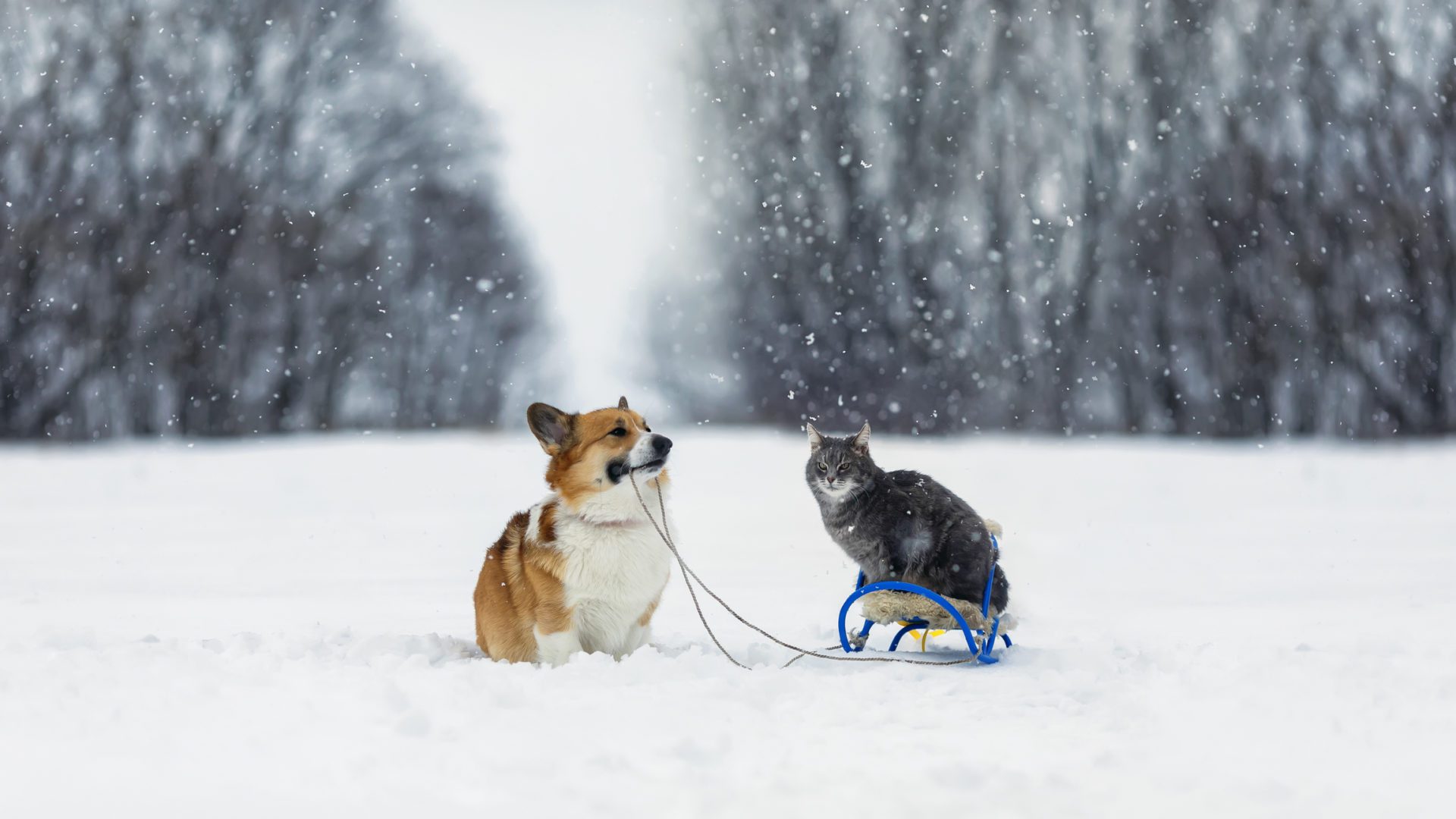 Protect Your Pets From the Cold -All Metro Companies