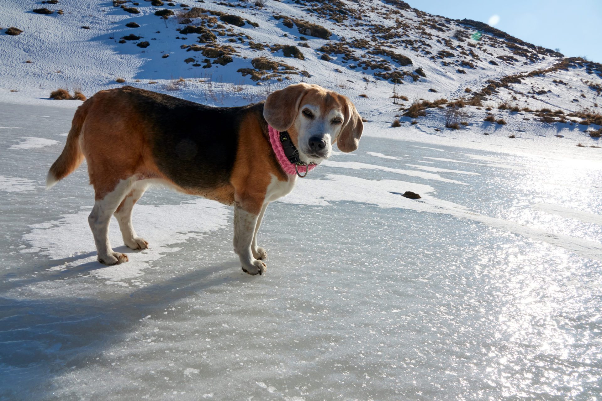 Protect Your Pets From the Elements- All Metro Companies