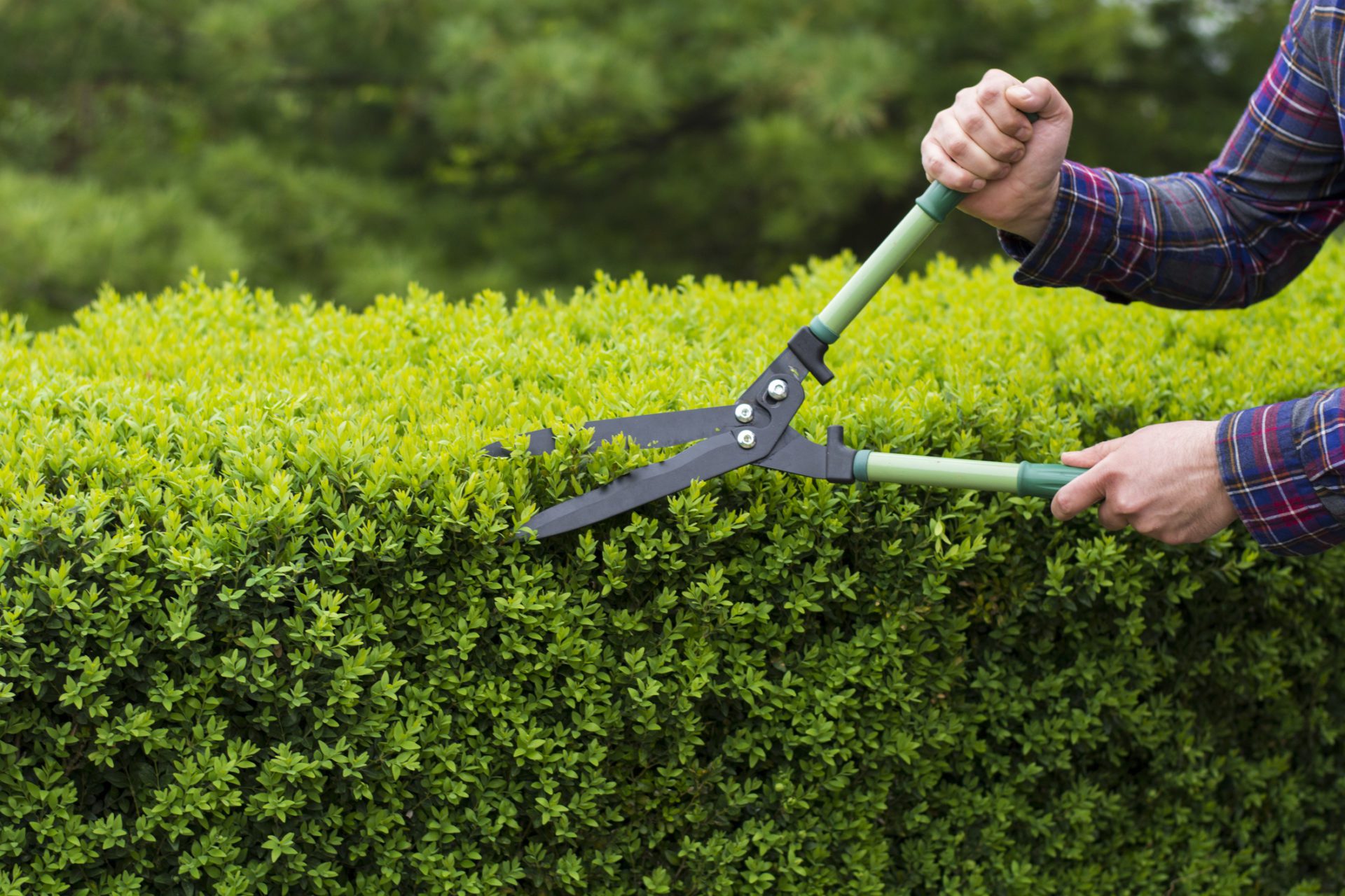 Trim Your Trees and Shrubs - All Metro Companies