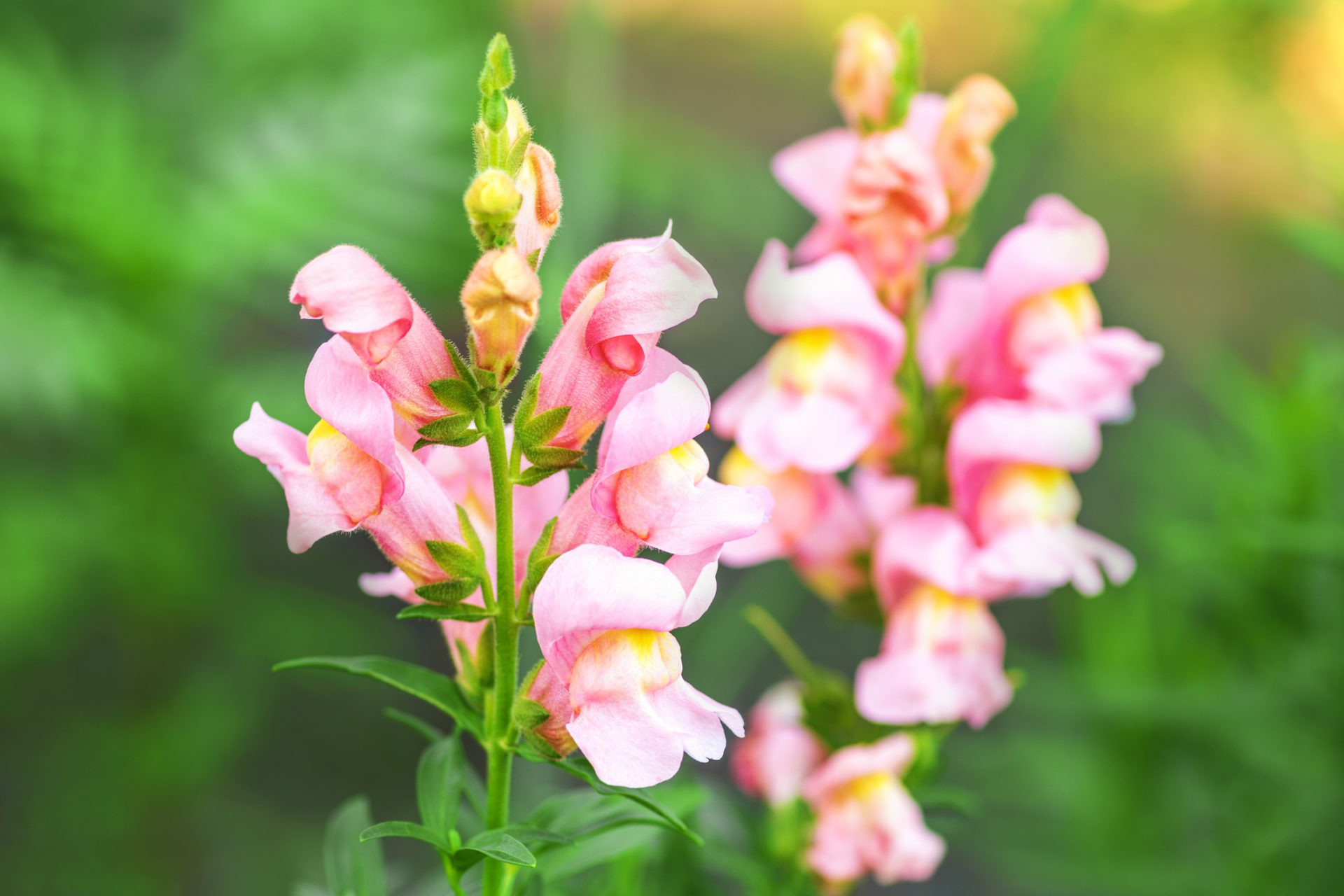 Looking for a winter annual? Consider snapdragons 