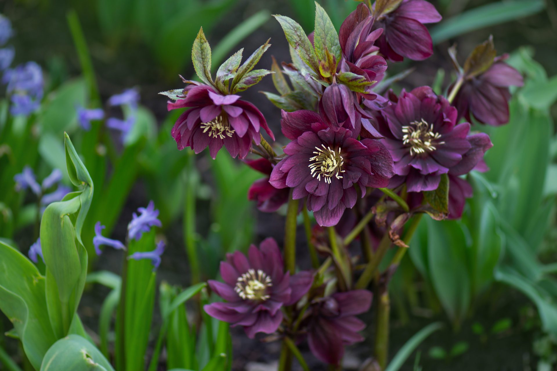 Christrose or hellborus is a perennial you can plant to add during winter. 