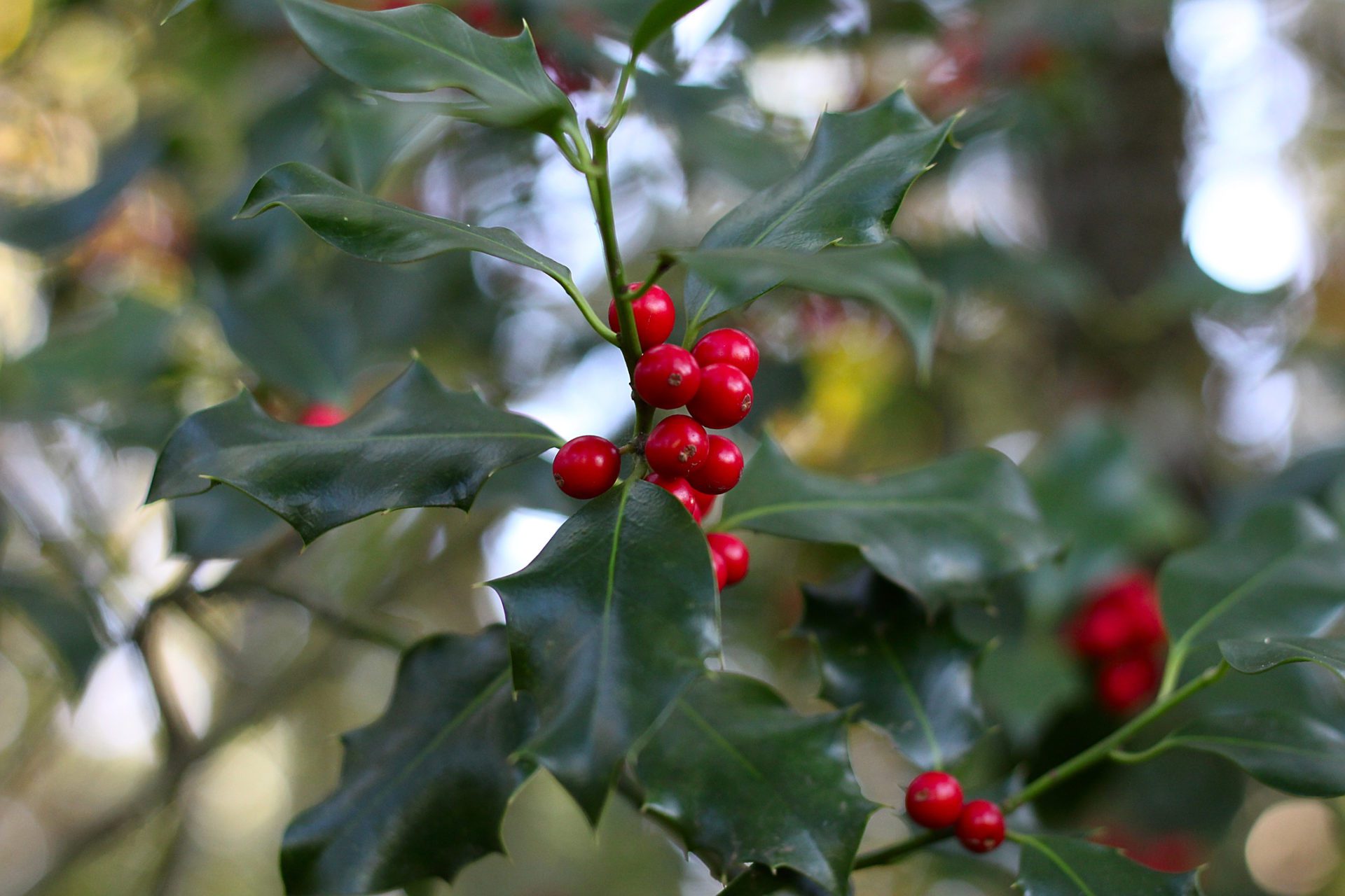 Winterberry Holly is a cold hardy shrub that adds color during winter. 