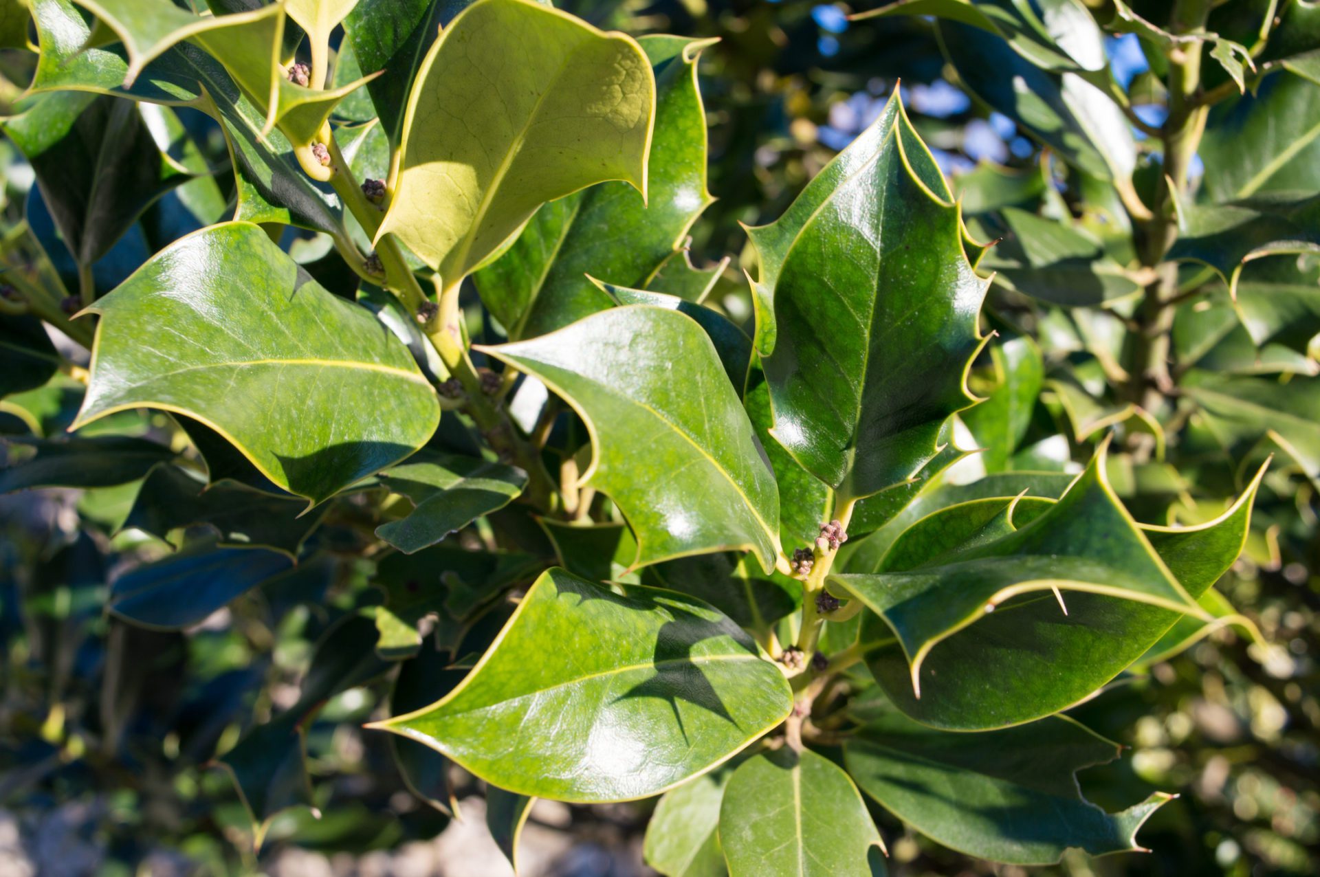Cold weather shrubs like Holly make a great addition to your landscaping during winter. 