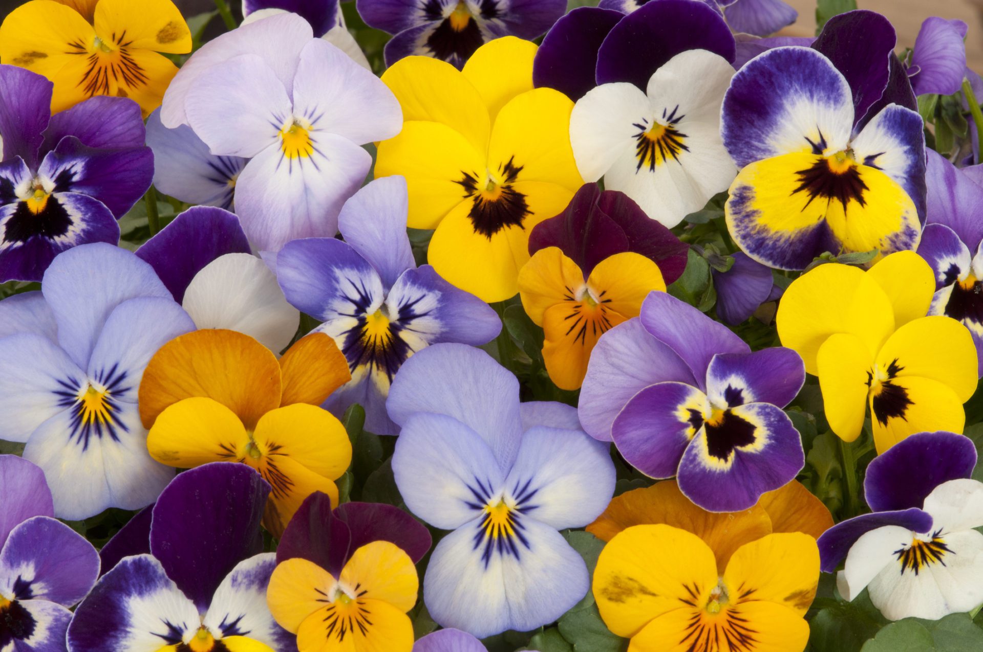Pansies are a winter annual that can add color to your landscape 