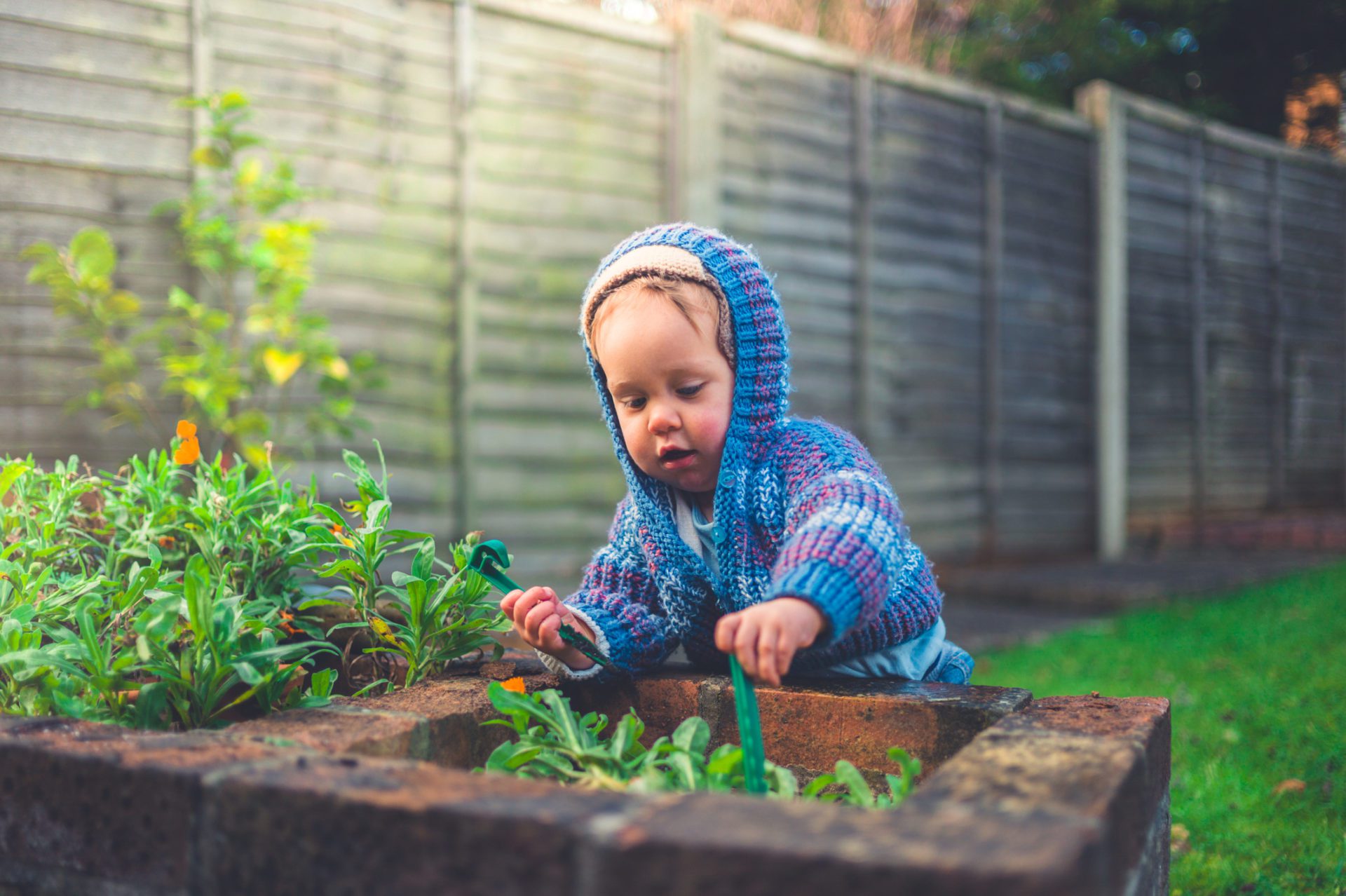 Caring for winter perennials and annuals 