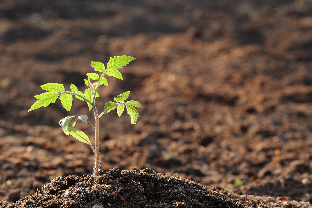 7 Steps to Growing Seedlings Indoors