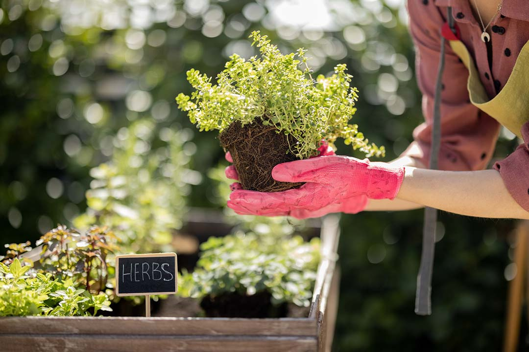 Vertical and edible gardens will continue trending in 2023. 