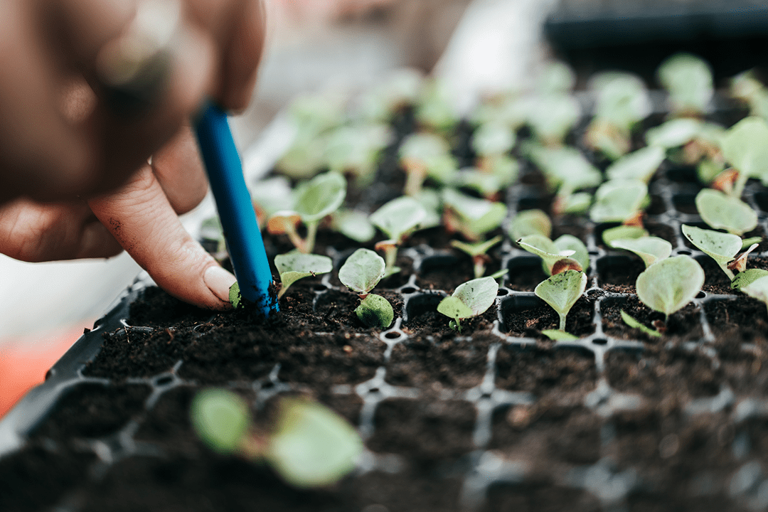 Proper care is an important step when growing seedlings