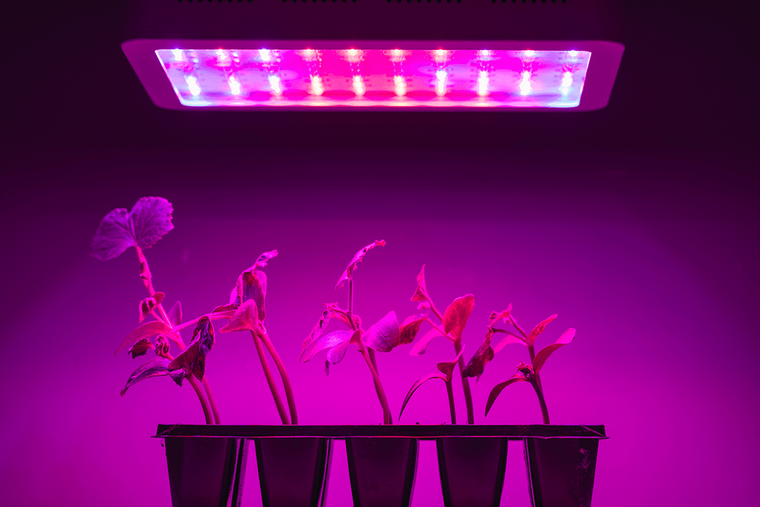 Ensure your seeds have proper lights and temperature.