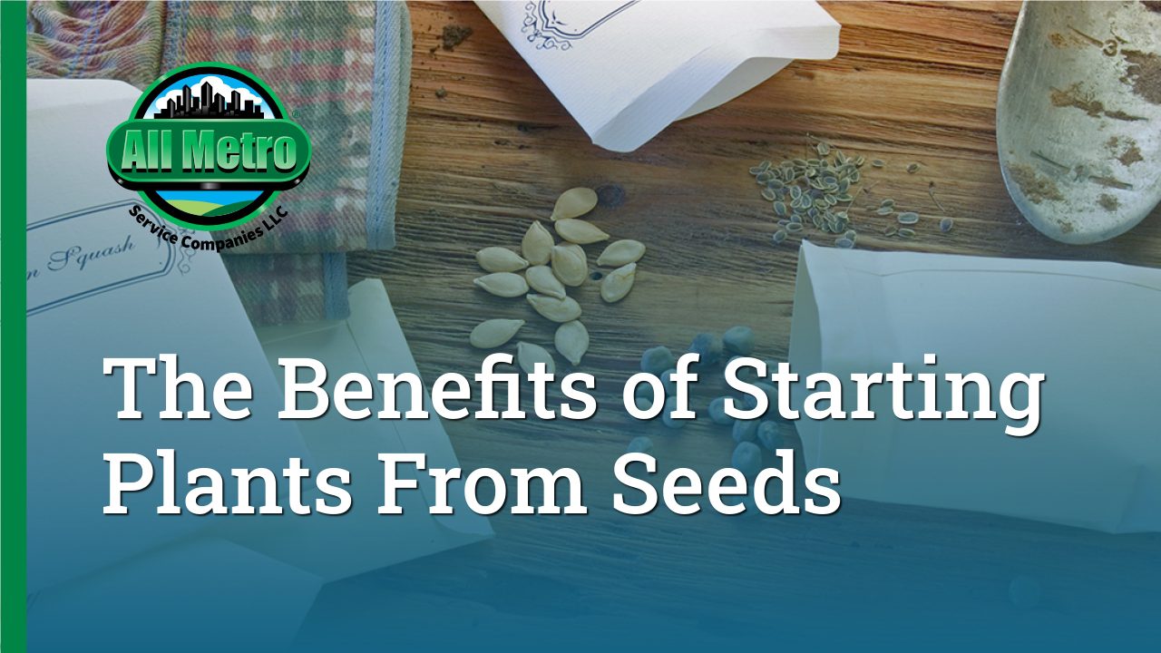 Seed Starting at Home in Minnesota