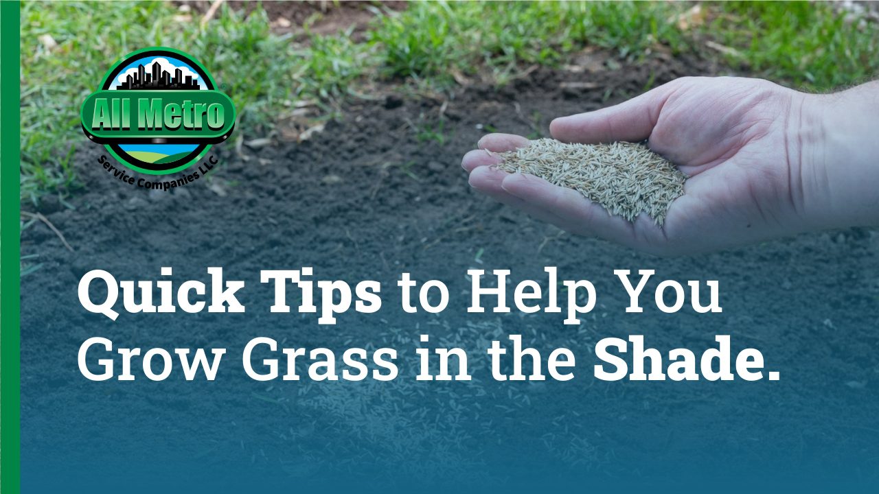 Growing Grass Seed in the Shade