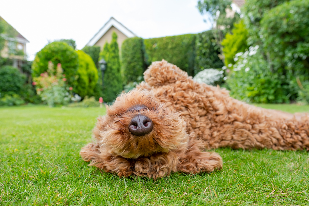 During spring, repair pet damaged areas in your lawn