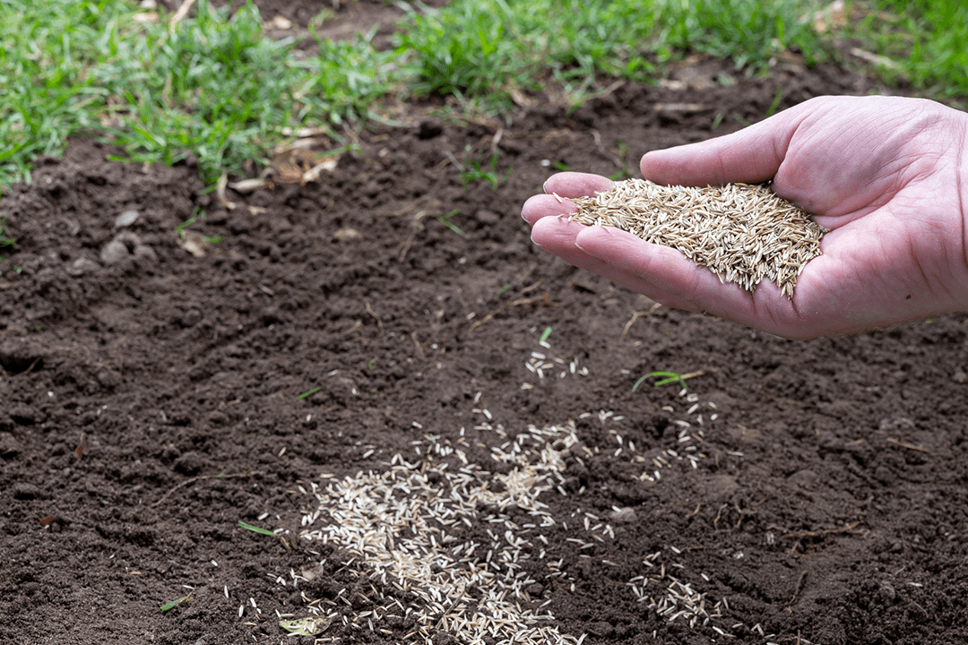 How to Choose Shade Tolerant Grass Seed