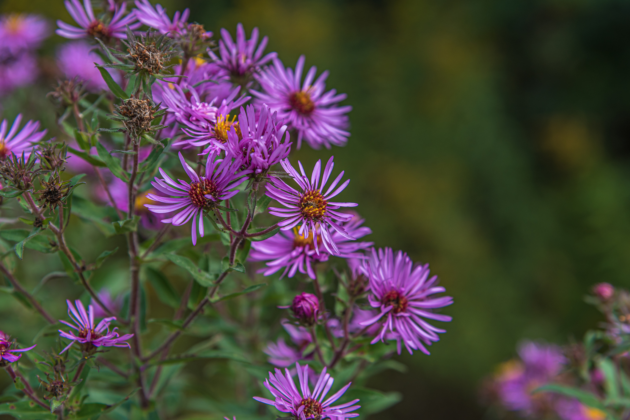 Add color to your rain garden with New England Aster. 