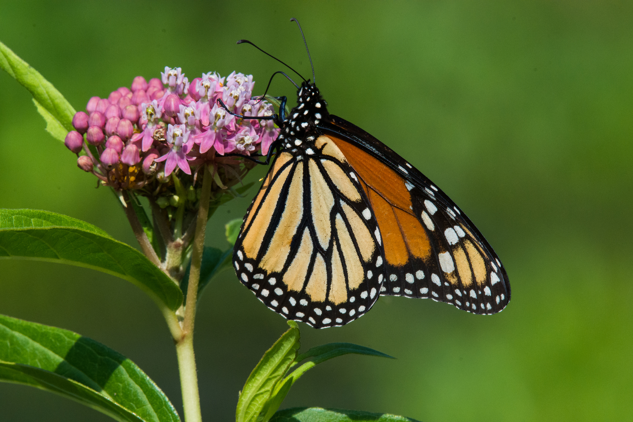 Plants like Swamp Milkweed not only add color but help provide a great natural food source. 