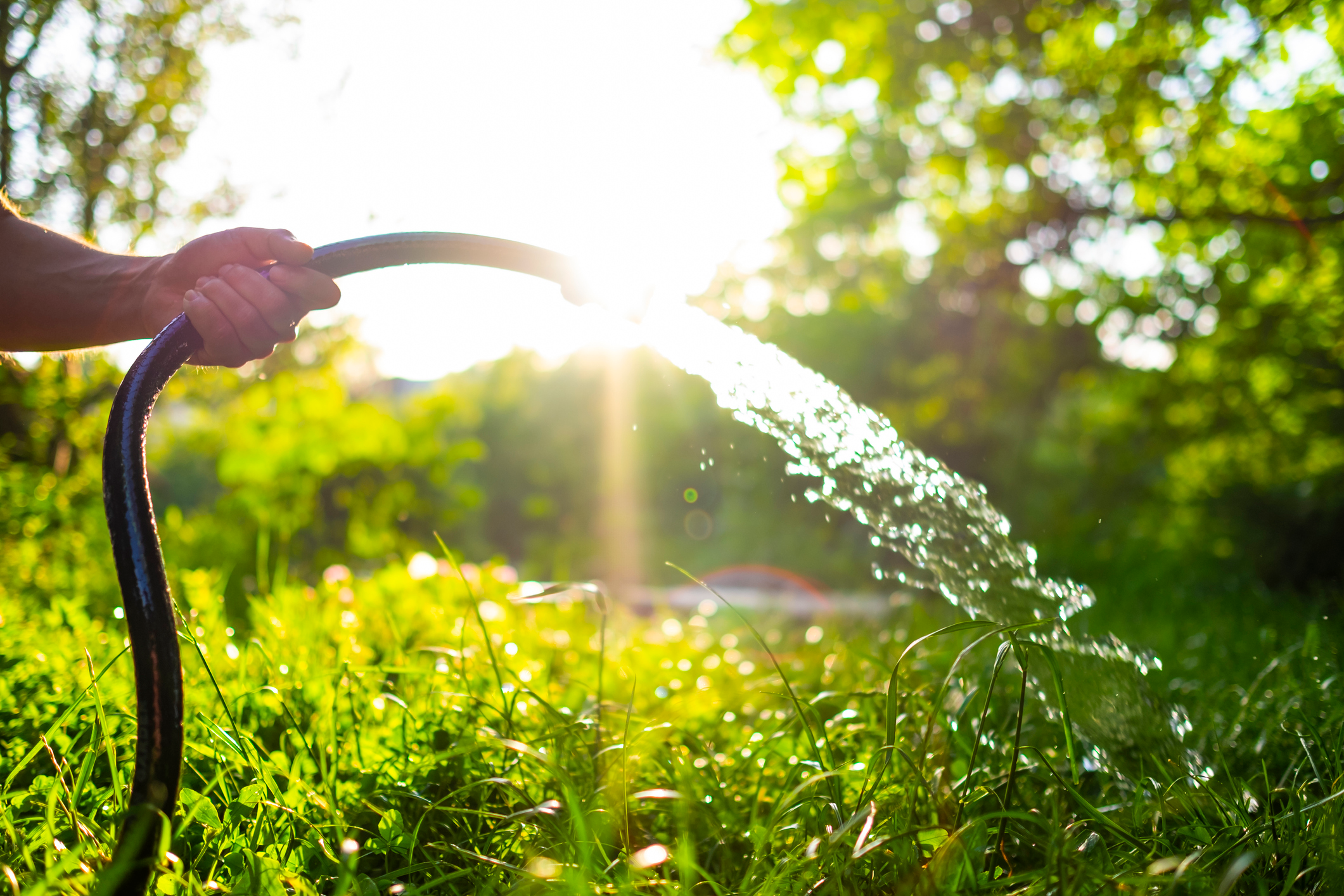 For the first year you may need to water your rain garden regularly. 