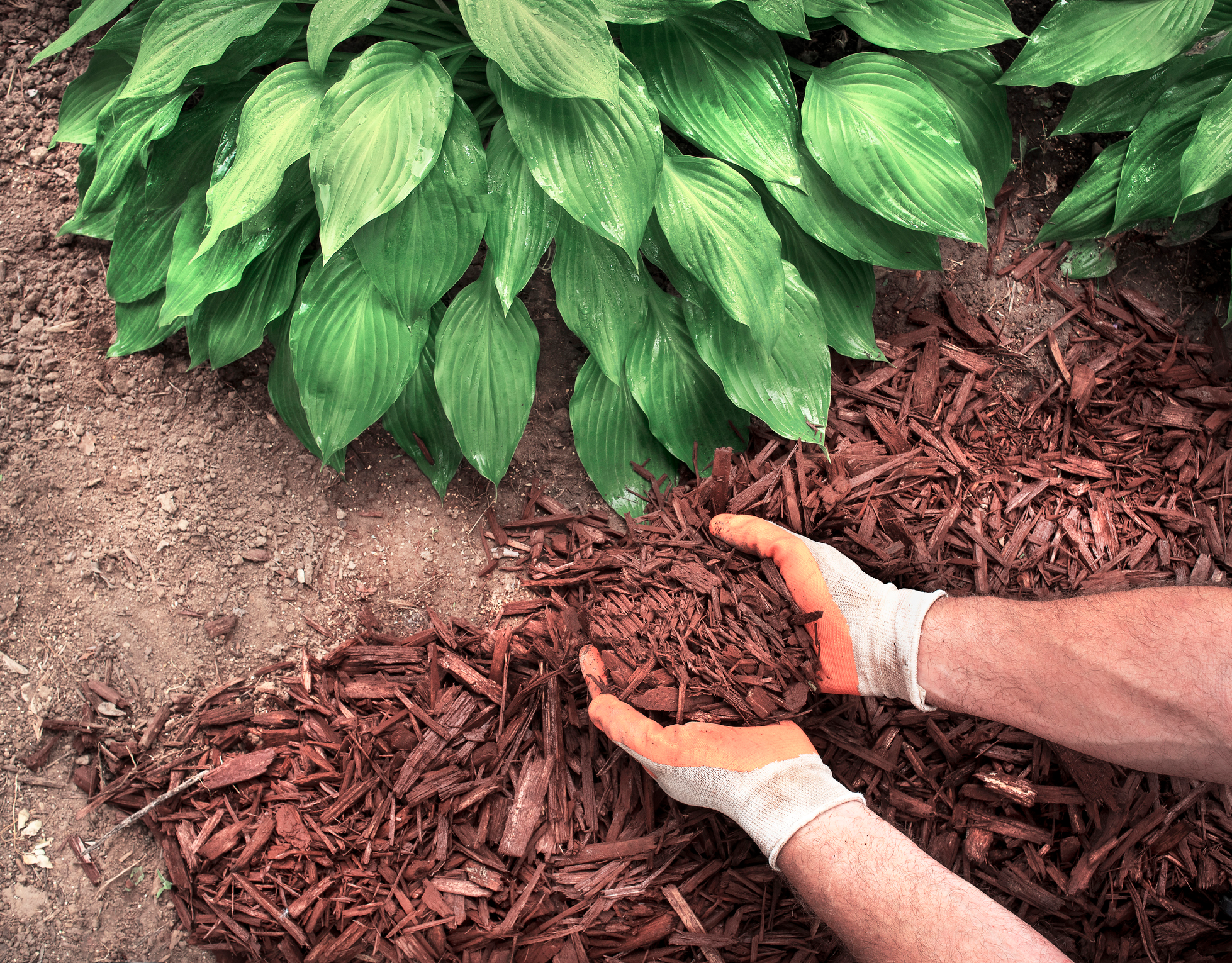 Understand how to apply mulch properly to benefit your landscape.