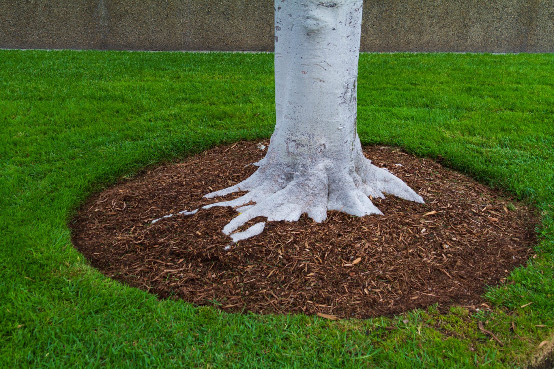 How much mulch should I put down?