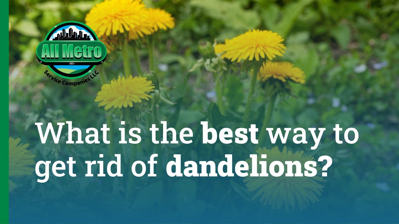 What’s the Best Way to Get Rid of Dandelions?