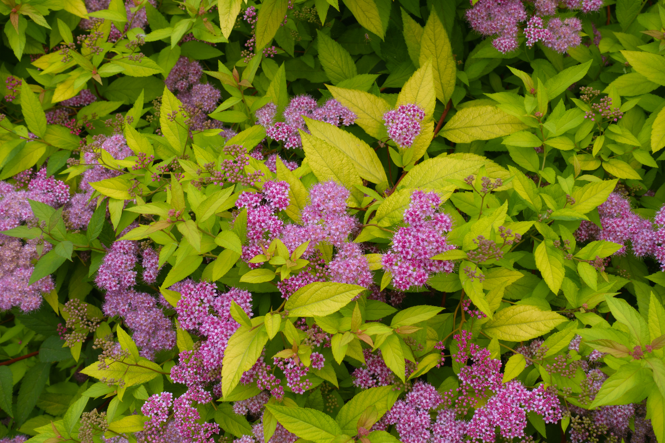 Spirea not only offers privacy, but its summer flowers add curb appeal.