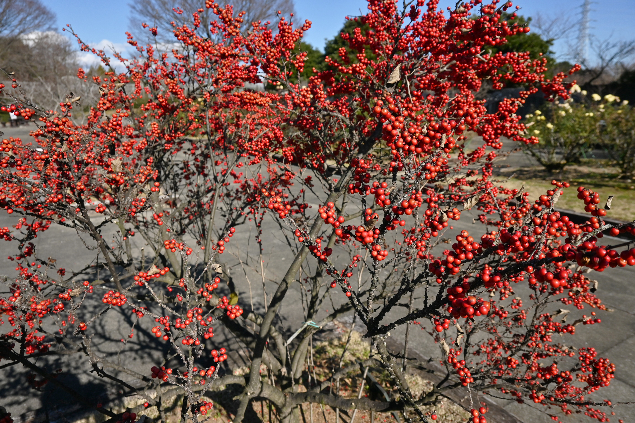 Winterberry performs well in sun or part shade and provides food for animals in late winter. 