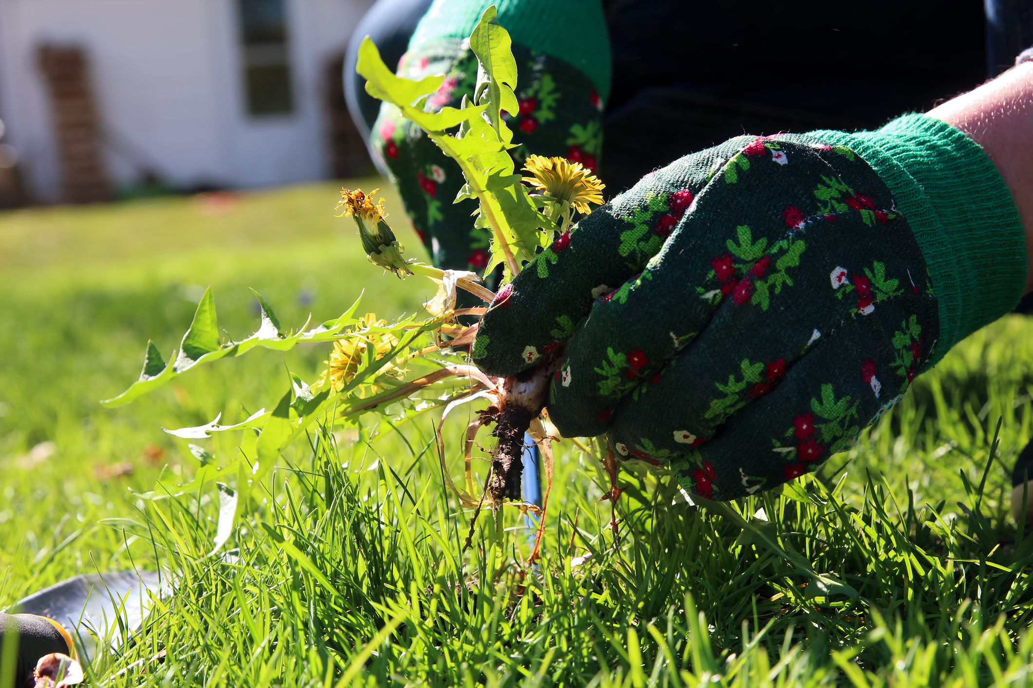 There are many ways to kill dandelions.