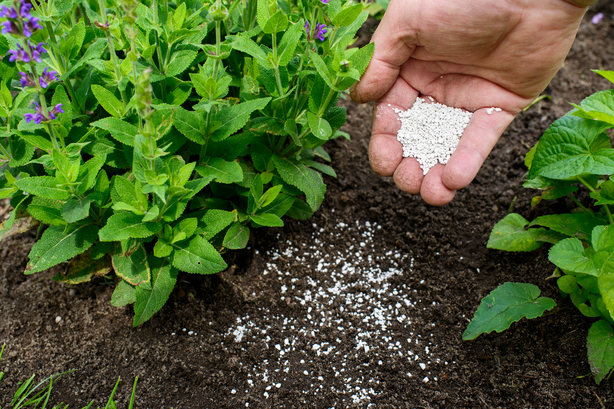 When is the best time to fertilize flower beds in Minnesota?