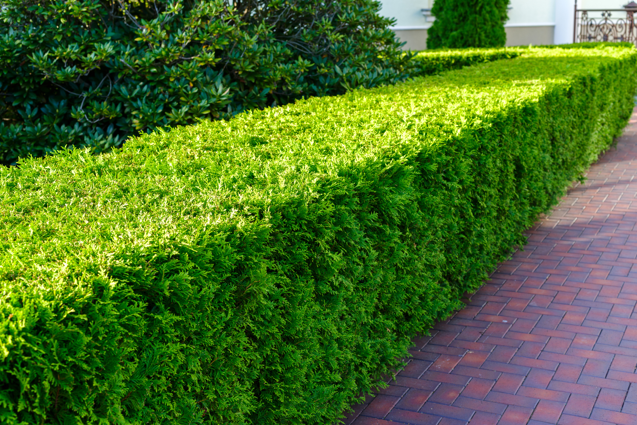 Ehile boxwoods aren't a north american native plant they are a popular option for many.