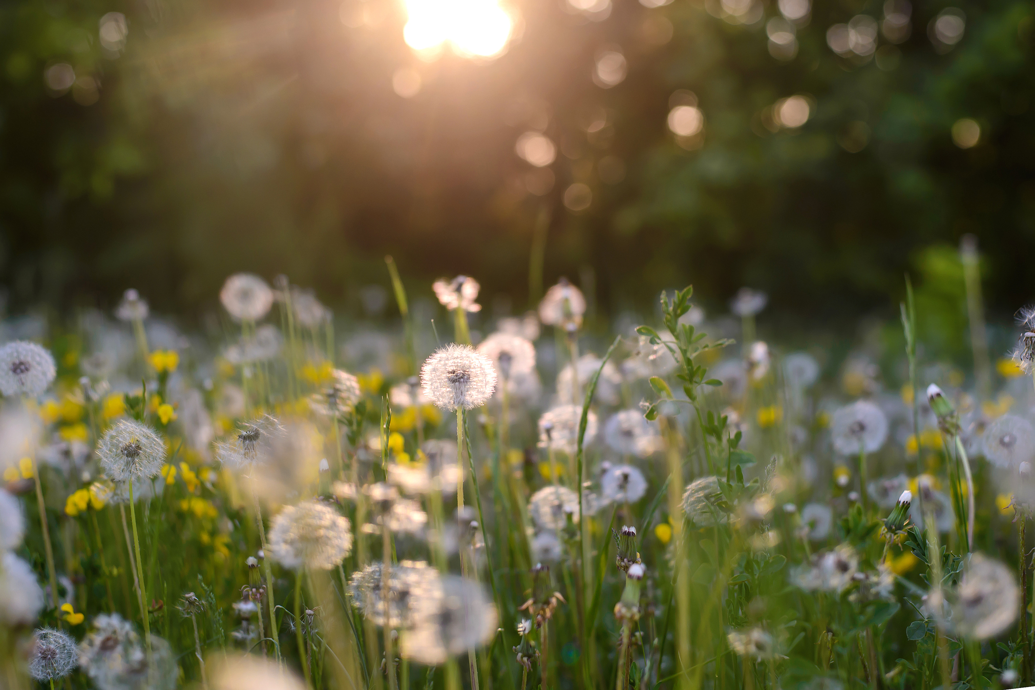 Dandelions have yellow flowers that bloom in the spring but are considered perennial weeds. 