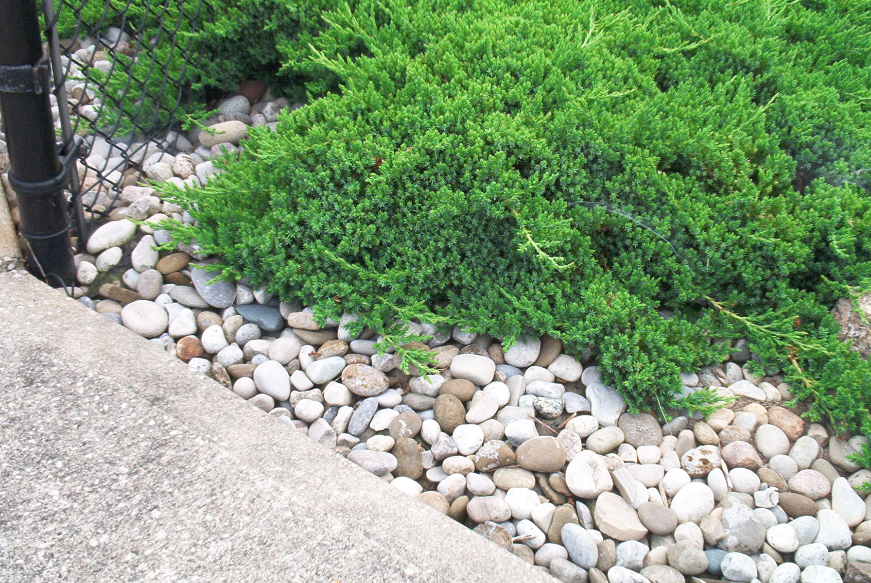 While Juniper is unfortunately not a pest resistant plant, it is a low growing shrub that requires little maintenance. 
