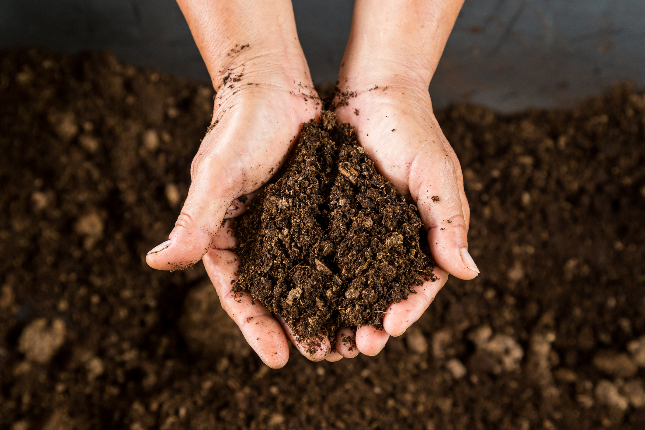 Understanding your soil can help you choose the correct fertilizer for your beds. 
