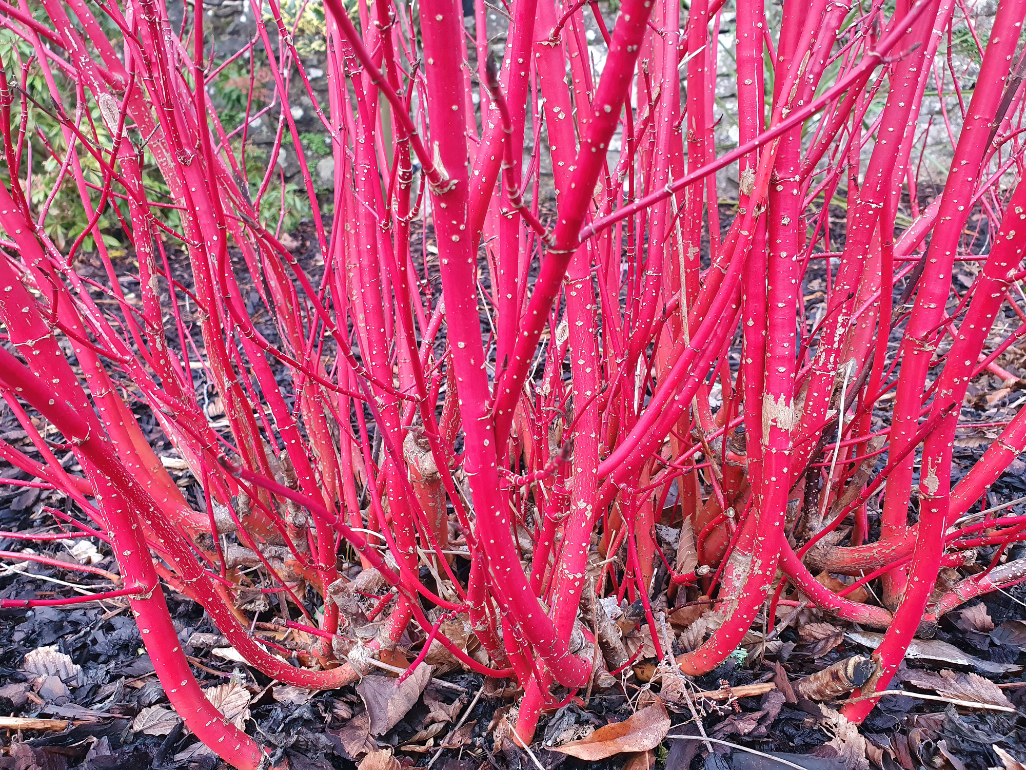 Red twig dogwood prefers full sun to partial shade.