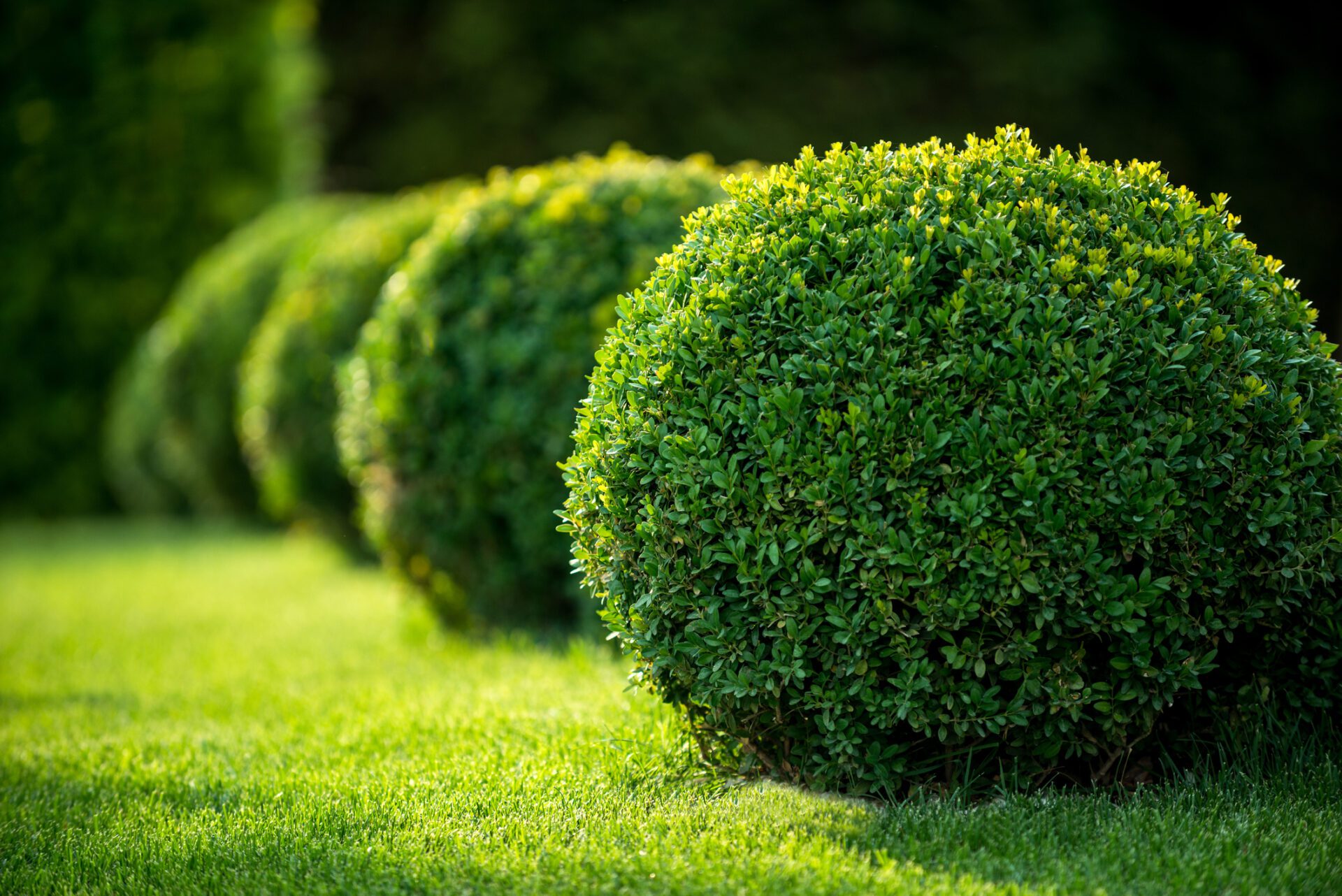 Shrubs are softscaping many businesses and properties choose to go with in their landscaping.