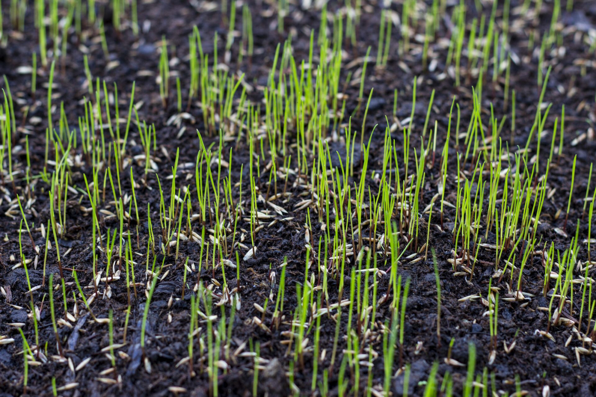 When should I plant grass in Minnesota?